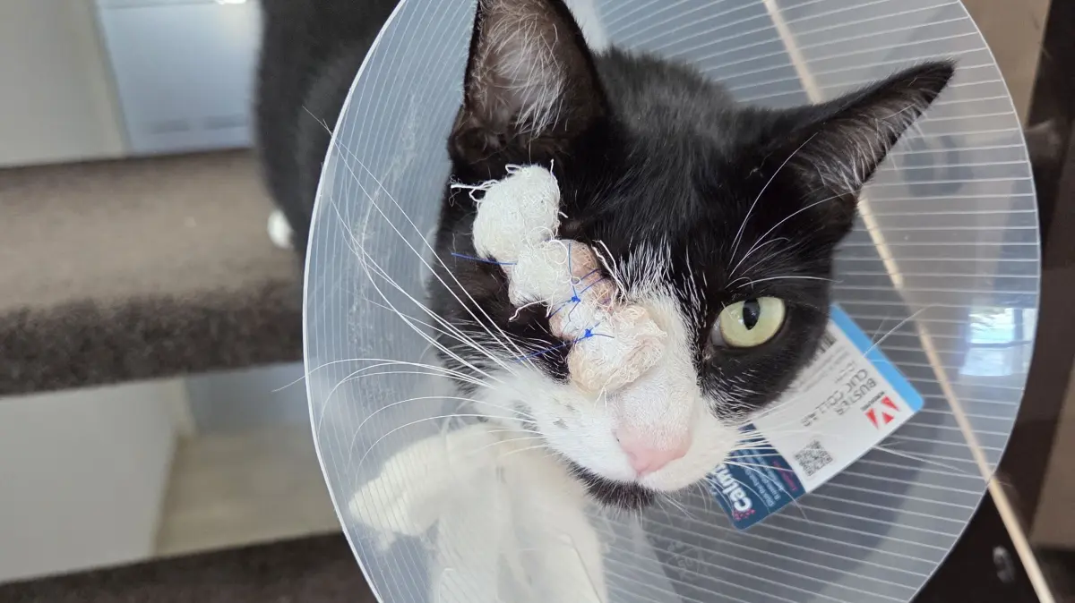 Die Katze Lilly wurde in Sindelfingen mit einem, Luftgewehr angeschossen. Ihr Auge musste operativ entfernt werden.
