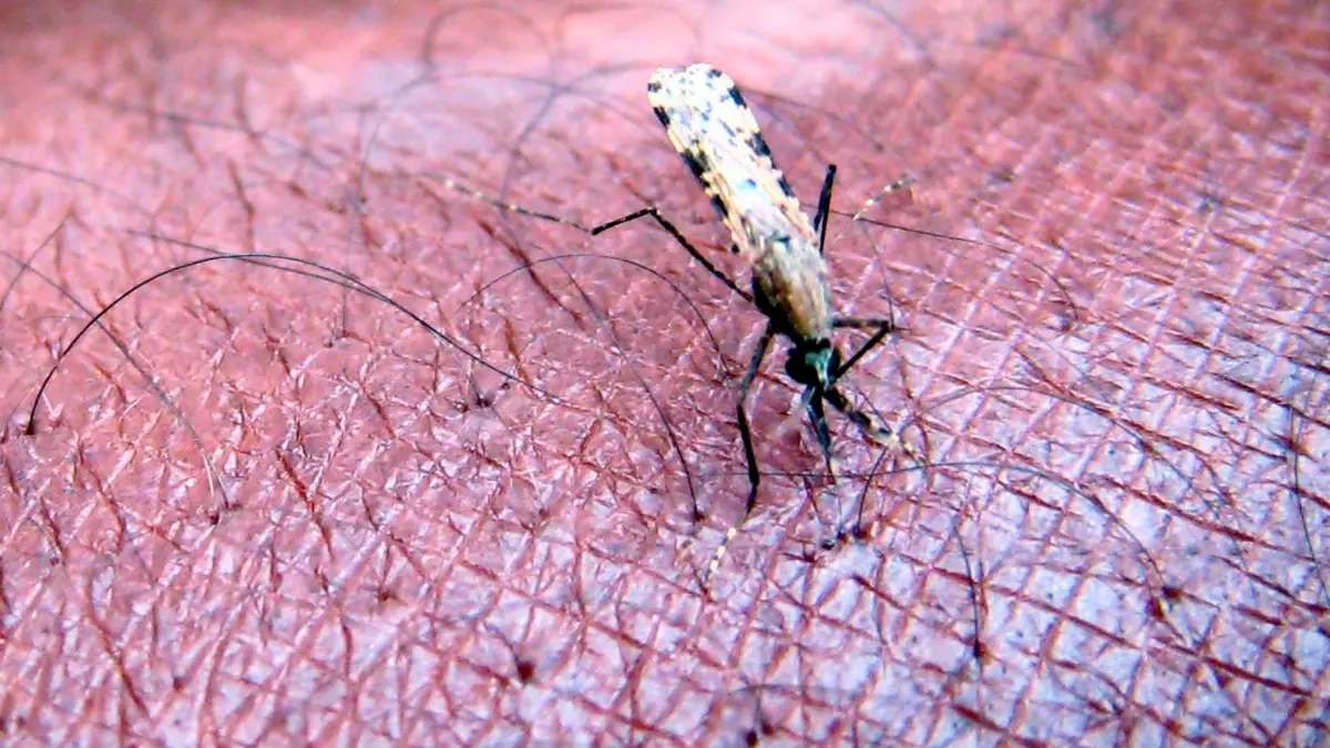 Weltweit erste Malaria-Impfkampagne