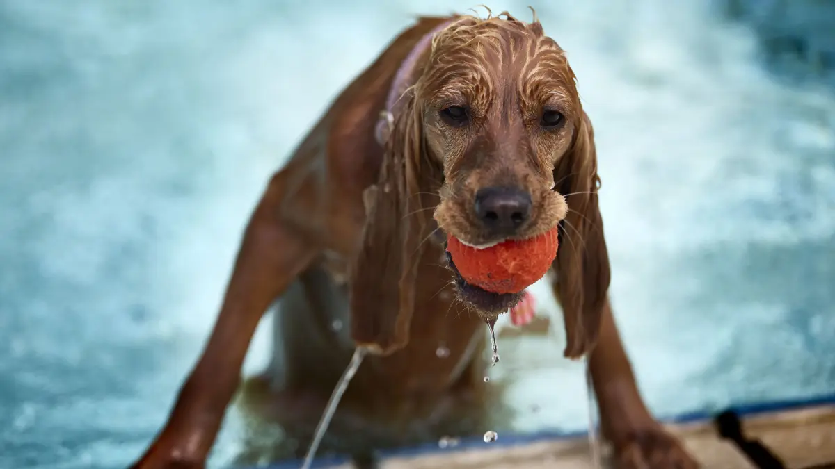 KEINEN AUSSCHNITT MACHEN Hundebadetag: KEINEN AUSSCHNITT MACHEN
Backnang, DEU, 20.09.2026
Hundebadetag
No model release. Kein Einverständnis für Werbung, keine Weitergabe an Dritte.
Abgebildete Personen haben der Veröffentlichung in der STZN zugestimmt.