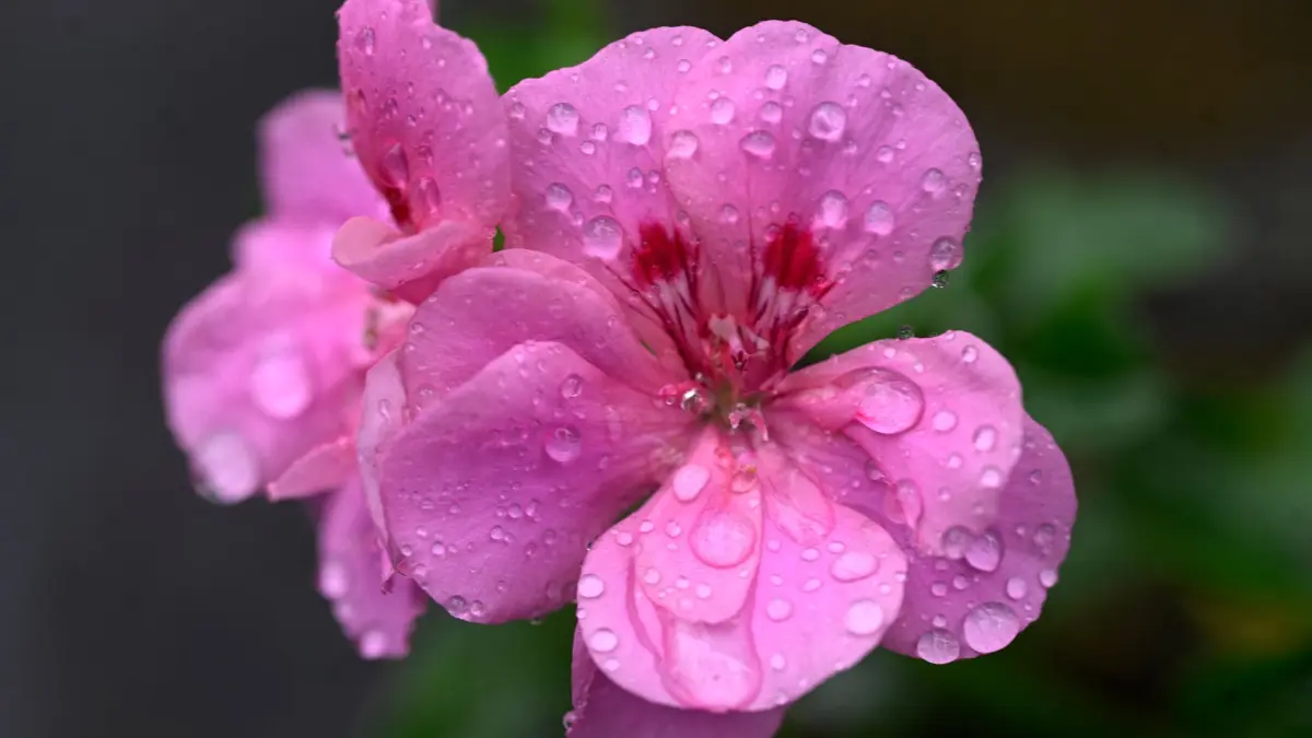 Wetter in Nordrhein-Westfalen: 20.09.2026, Nordrhein-Westfalen, Köln: Regentropfen perlen auf der Blüte einer Pelargonie. Die Meteorologen sagen für die nächste Woche wechselhaftes Wetter mit Regen und Temperaturen um die 20 Grad voraus. Foto: Roberto Pfeil/dpa +++ dpa-Bildfunk +++