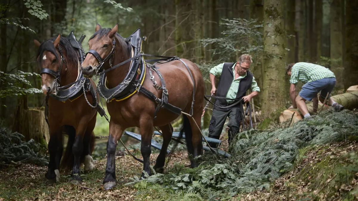 KEINEN AUSSCHNITT MACHEN Tag des SchwŠbischen Waldes.: KEINEN AUSSCHNITT MACHEN
AlthŸtte, DEU, 20.09.2026
Tag des SchwŠbischen Waldes. PferderŸcken
No model release. Kein EinverstŠndnis fŸr Werbung, keine Weitergabe an Dritte.
Abgebildete Personen haben der Veršffentlichung in der STZN zugestimmt.
