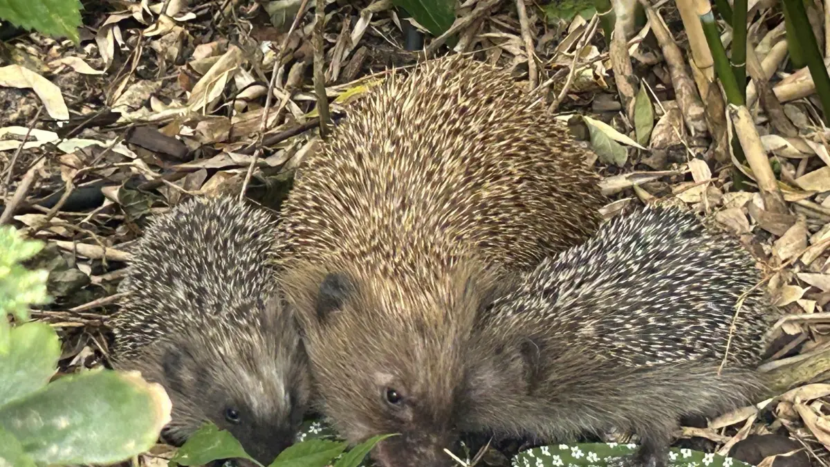 Igel