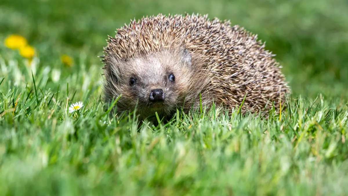 Igel: ILLUSTRATION - 24.04.2020, Bayern, Bad Griesbach: Igel sind gefährdet. (zu dpa: «Mehr Igelschutz: Kassel plant Nachtfahrverbot für Mähroboter») Foto: Armin Weigel/dpa +++ dpa-Bildfunk +++