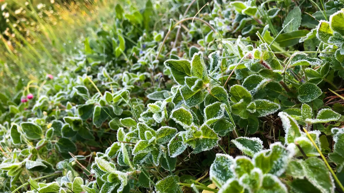 Bodenfrost: ARCHIV - 07.05.2020, Bayern, Hohenschäftlarn: Mit Fost überzogen sind diese Pflanzen nach einer kalten Nacht in Bayern.
Frostige Nächte im Mai werden den Eisheiligen zugeschrieben. (zu dpa: «Herbststart: DWD warnt vor leichtem Frost und Nebel») Foto: Stephan Jansen/dpa +++ dpa-Bildfunk +++