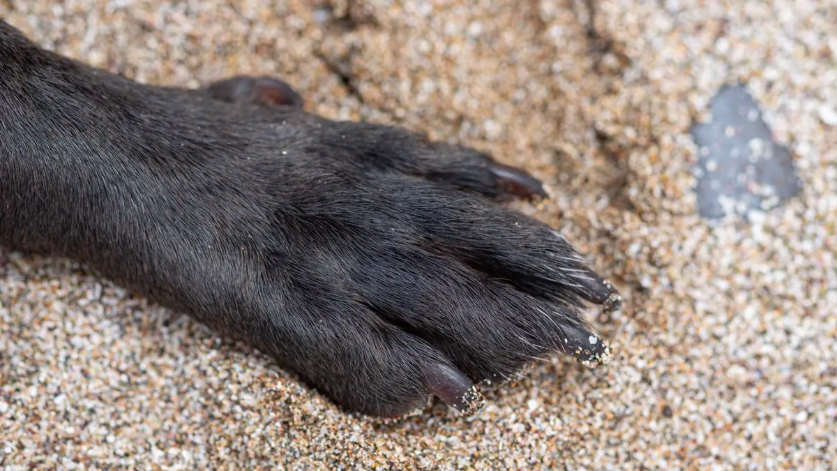 Eine Hundepfote im Sand des Strandes von Nea Artaki am 16. Mai 2026. GREECE - EUBOEA - CHALKIDA - NEA ARTAKI - DOG