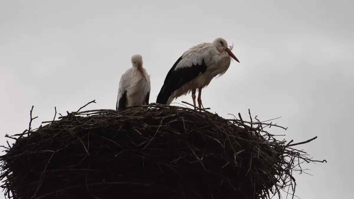 Manchmal haben die Störche in ihrem Nest in Weil der Stadt einfach nur in die Ferne geschaut. Jetzt sind sie unterwegs in Richtung Afrika.
