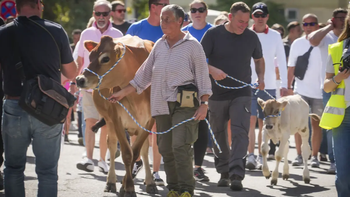 Viehscheid: Remseck am Neckar - Der VfB Neckarrems veranstaltet den wohl kleinsten Viehscheid (Almabtrieb) der Welt: Eine Jersey-Kuh und ein Kalb marschieren 800 Meter durch den Ort und sollen so Werbung für den Verein machen. I