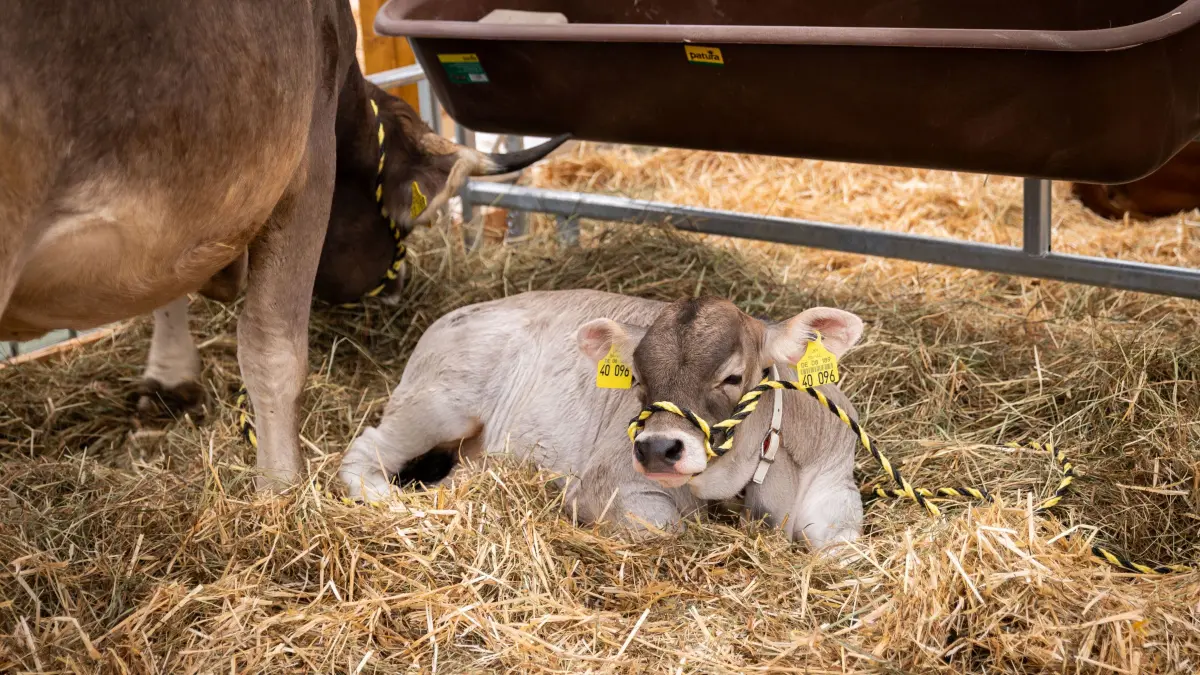 Landwirtschaftliches Hauptfest: Stuttgart, Baden-Württemberg, 27.09.2026:
Eröffnungstag auf dem Landwirtschaftliches Hauptfest
Im Bild: Ein Kalb
Notiz: No model release. Kein Einverständnis für Werbung, keine Weitergabe an Dritte.