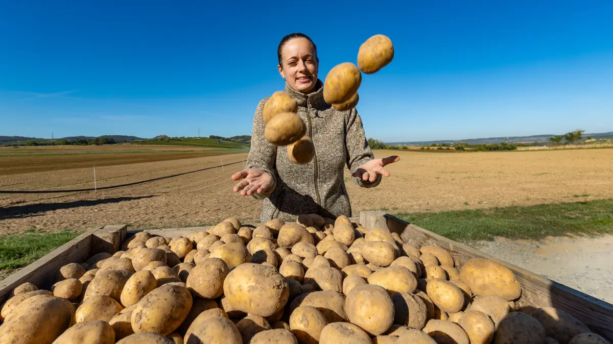 Bönnigheim
Kartoffelernte
Hofgut Bellevue
Christine Bayha ist mit der bisheriegen Kartoffelqualität zu- frieden.