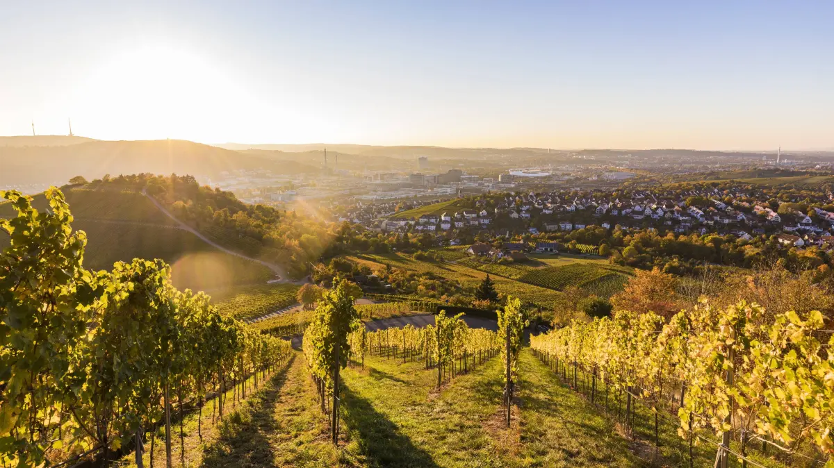 Germany, Baden-Wuerttemberg, Stuttgart, view over grapevines to Untertuerkheim and Bad Cannstatt against the sun PUBLICATIONxINxGERxSUIxAUTxHUNxONLY WDF05184