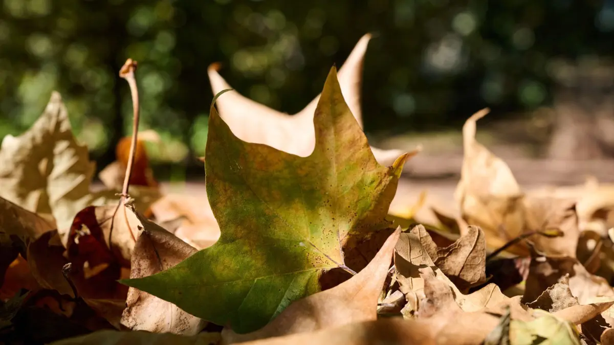 Herbst in Sachsen: 29.09.2026, Sachsen, Dresden: Verfärbte Blätter liegen am Elbufer in Dresden auf dem Boden. Foto: Katharina Kausche/dpa +++ dpa-Bildfunk +++