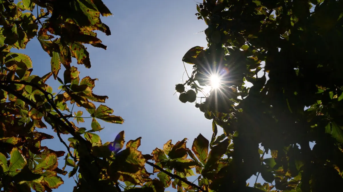 Herbst in Sachsen: 29.09.2026, Sachsen, Dresden: Die Sonne blitzt zwischen Blättern einer Kastanie am Elbufer in Dresden hervor. Foto: Katharina Kausche/dpa +++ dpa-Bildfunk +++