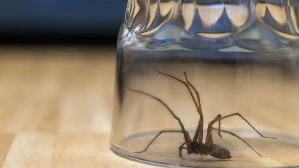 Eine große Spinne auf dem Fußboden, gefangen unter einem Trinkglas.