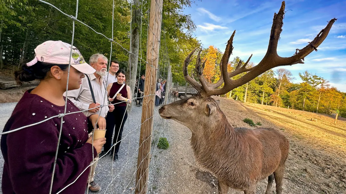 Exkursion zur Brunft im Wildparadies: Der zweijährige Sechsender-Rothirsch war neugierig, aber die Besucher vorsichtig.