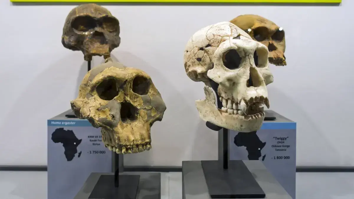 Prähistorische Homininae-Schädel: Paranthropus boisei (li. hinten), Homo erectus (re. hinten), Homo habilis (li. vorne) and Homo ergaster.