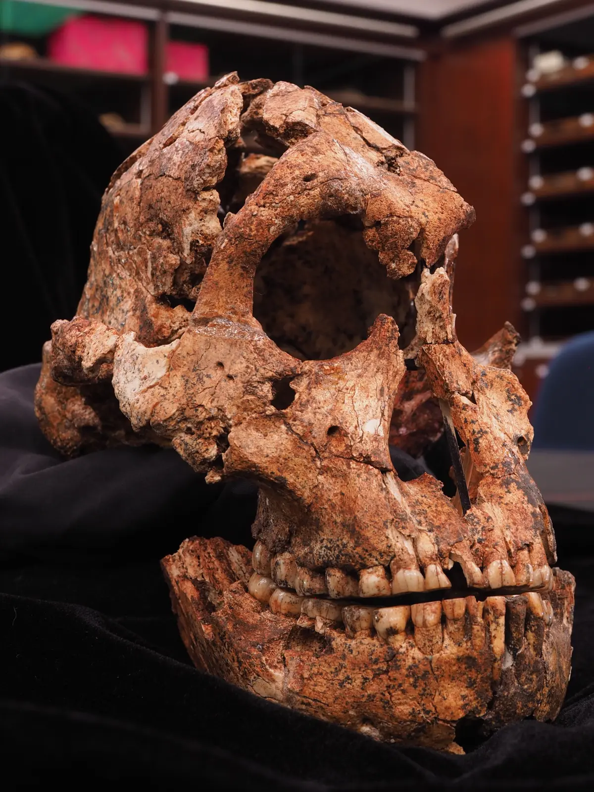 DNH 7 Paranthropus robustus Schädel aus Drimolen.