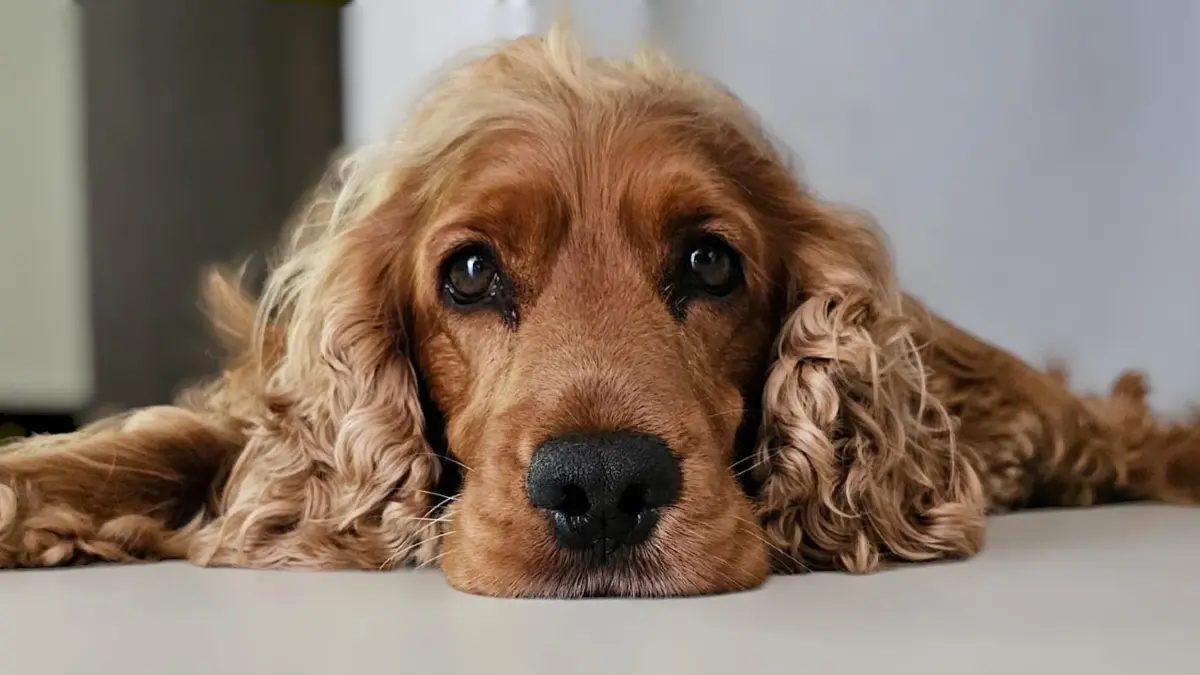 Es ist unser 7jähriger Cocker Spaniel Snicki.Der treuste und kuschligste Freund, den man sich vorstellen kann. Mit seinen großen Ohren hört er zwar nur, was er hören möchte und vor allem draußen möchte er eigentlich nur mit seiner Schnüffelnase "arbeiten", aber sobald man eine Möhre in der Hand hat, kommt er zu einem und schaut einen mit seinen treuen Augen an und man schmilzt dahin ♡. Beste Grüße von Julia und Snicki