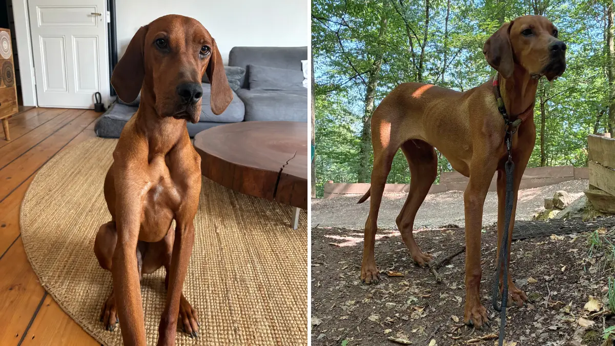 Hallo das ist Lui aus Rhodos Lui stammt aus dem Tierschutz Rhodos und wurde in einem Bergdorf fast verhungert gefunden und dann im Tierheim abgegeben Wir haben ihn nun seit zwei Monaten und er ist ein Jahr altLiebe Grüße von der Familie Santaniello und von Lui