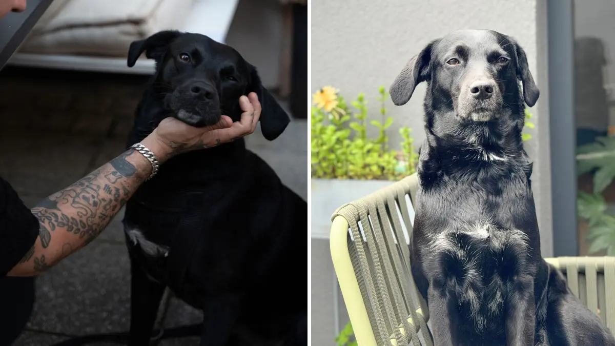 Ivy ist nun 7 Jahre alt und ist ein Straßenhund aus Thessaloniki Griechenland . Sie ist ein Café Hund und spezialisiert auf streicheln Einheiten bei Kunden . Sie bettelt nie nach Essen sondern geht nur zu den Leuten mit der Erwartung gestreichelt zu werden . In Corona Zeiten haben wir sie aus Griechenland gerettet als sie noch 4 Wochen alt war mit unserem LKW Fahrer der sie aufgesammelt hat und uns gebracht hat . Seitdem ist sie fester Bestandteil von PHYSI Café . Danke für euere Aktion finden wir super . LG aus Ludwigsburg