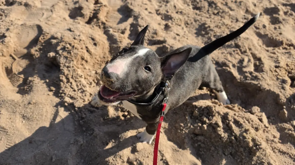 Mein Hund ist alles für mich. Er ist mein sicherer Ort mein halt mein meine große Liebe.Mein Hund merkt wenn es mir mal nicht gut geht mein Hund bringt mich täglich zum lachen wir erkunden die Welt (Natur) zusammen. Ohne meinen Hund wäre ich nicht vollständig! Viele haben Angst vor der Rasse aber Angst muss man nur vor Menschen haben aber nicht von Hunden und schon gar nicht von der Rasse. Er ist jetzt 11 Wochen alt.Zaylo heißt er und ist ein Miniatur Bullterrier. Hatte schon immer Bullterrier, Schäferhunde und Pittbuls. Liebe Grüße N. Jüngling