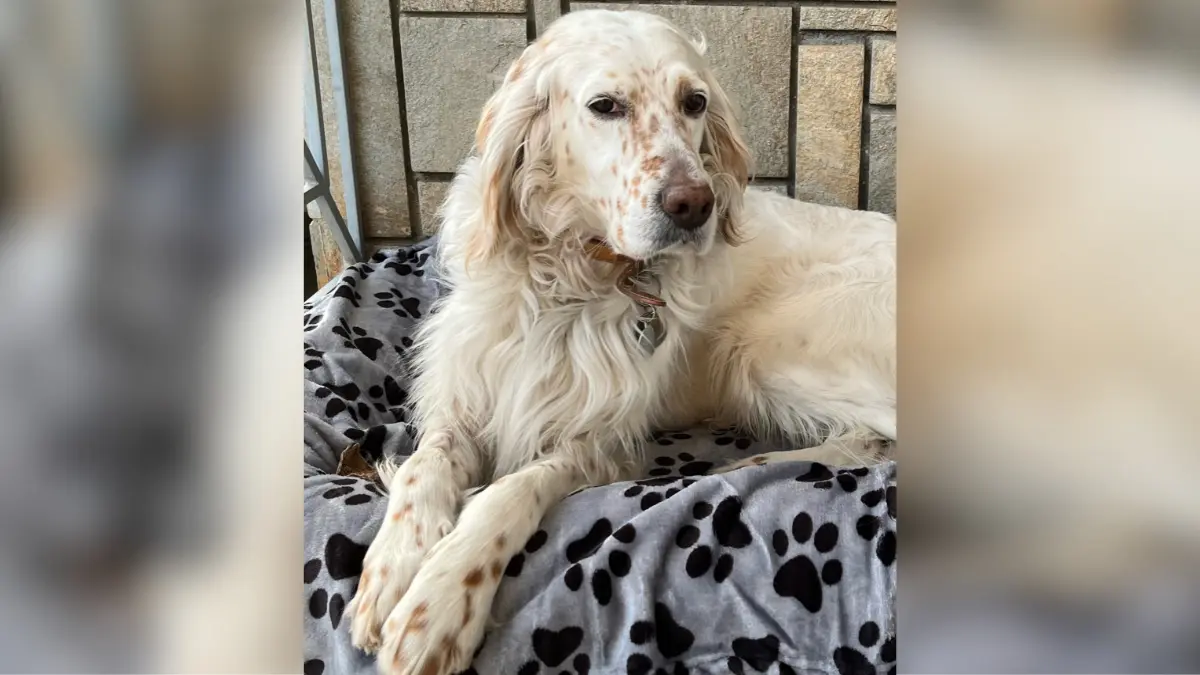 im Anhang erhalten Sie ein Bild unseres haarigen Familienmitglieds Johnny - ein English Setter.Seine Rasse entstand im 14. Jahrhundert aus Kreuzungen von spanischen Pointers und langhaarigen Spaniels.Johnny liebt es zu chillen, zu kuscheln und vor allem den ganzen Tag zu essen - ein kleiner Nimmersatt. Mit besten GrüßenFamilie SFETKOS