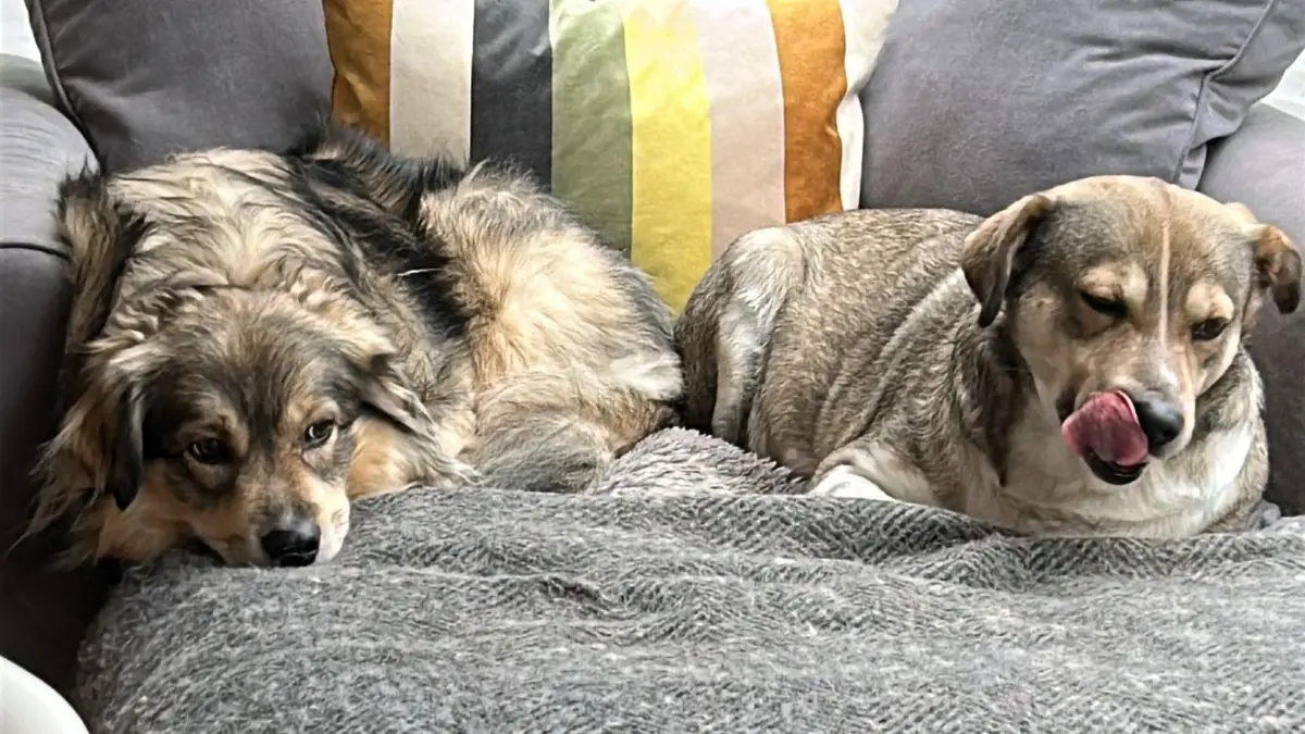 Schöne Aktion, die Sie da machen. Unsere Hunde sind für uns der Mittelpunkt der Familie. Sammy (6 Jahre) und Charly (3 Jahre) haben uns komplett im Griff 😅😅. Schöne GrüsseFamilie Sauer aus Sillenbuch