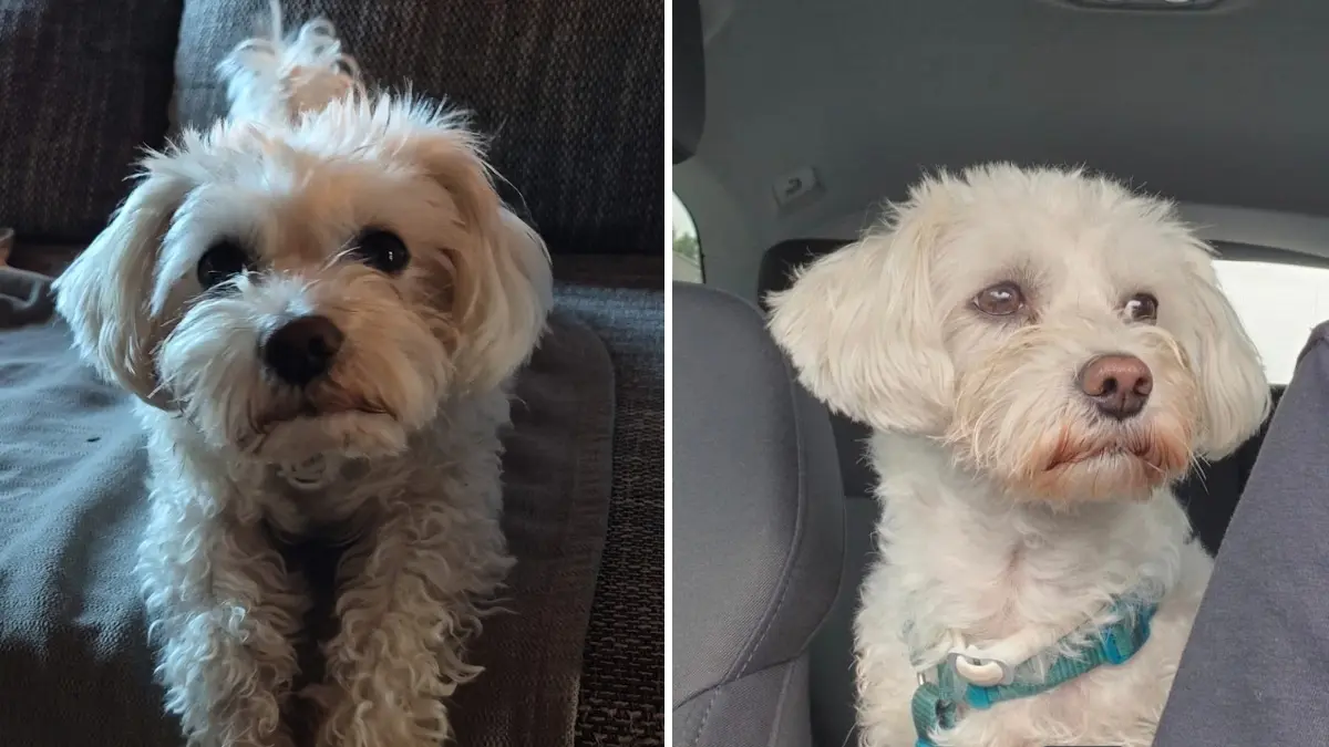 Unser Balu ist vielschichtig: Süß und der Familienchef (Bild auf dem Sofa).Groundhopper (er war schon auf hunderten Fussballplätzen in ganz Europa (Bild im Stadion). Reisehund - Balu war schon in 14 Ländern mit seinem 6 Jahren ( Bild im Auto). Viele Grüße Peter Wagemann (Korb)
