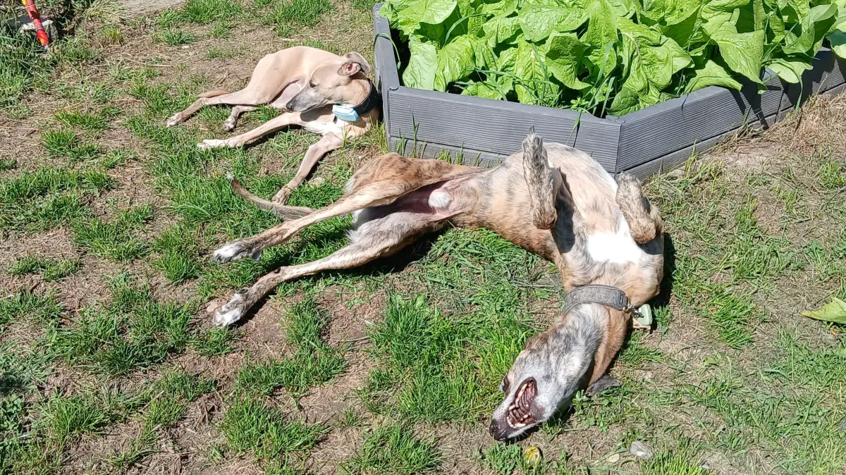 anbei möchte ich Ihnen gerne ein Foto meiner beiden Tierschutzhunde Faro und Skye für Ihre Fotogalerie zum Welthundetag schicken.Faro ist ein sensibler Galgomix, Skye eine Whippet-Mix-Hündin. Beide wurden aus dem Tierschutz adoptiert und haben bei uns ihr Zuhause gefunden. ❤️Die beiden könnten unterschiedlicher kaum sein – und trotzdem sind sie ein tolles Team. Besonders im Garten findet man sie gerne gemeinsam beim Sonnenbaden, Dösen oder einfach beim Herumliegen. 😄Und wer bei uns eigentlich das Sagen hat? Sagen wir es so: Ich darf in ihrem Haushalt wohnen. 😂🐾Herzliche GrüßeTanja ProkschMondgasse 14 89597 Munderkingen