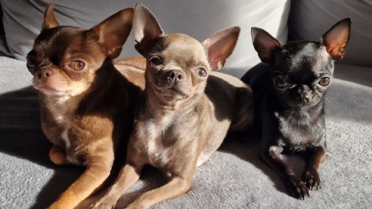 Wir bewerben uns hiermit bei Ihnen mit unserer Hunde Familie. Cookie (Der Braune Chihuahua und Bella ( graue Chihuahua Hündin sind die Eltern von Beany ( die schwarze Chihuahua Hündin)Sie wachsen mit uns als Familie auf. 3 Chihuahuas und 3 Kinder toben hier fröhlich bei uns herum. Sie lieben es zu kuscheln sind anhänglich und richtige Beschützer...Mit freundlichen GrüßenFamilie Revilla FantiniEine Spanisch/Italienische Familie.
