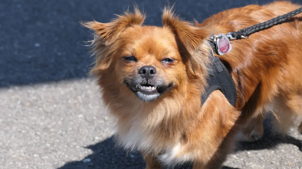 ich schicke Ihnen ein Bild von unserem Lucky im Urlaub. Zu Ostern 2021 haben wir diesen süßen Spatz aus dem Tierheim geholt. Er wurde ursprünglich als "Corona-Hund" angeschafft, man kümmerte sich nicht um seine Erziehung und wunderte sich dann, dass er angefangen hat zu beißen und anderes. Es hat eine Zeit gebraucht, ihn wieder "zum Hund" zu machen, aber inzwischen ist er einfach nur unser Sonnenschein.Liebe Grüße aus der Neckarstraße Christina Meißner