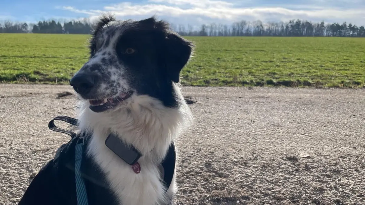 Unser geliebter Boomer: Anbei ein Bild unseres Rumänen, den wir von der Tötungsstation gerettet haben. Er dankt es uns jeden Tag und wir sind glücklich, dass wir ihm nun ein schönes Leben bei uns bieten können. Herzliche Grüße aus Urbach Michaela Bürk