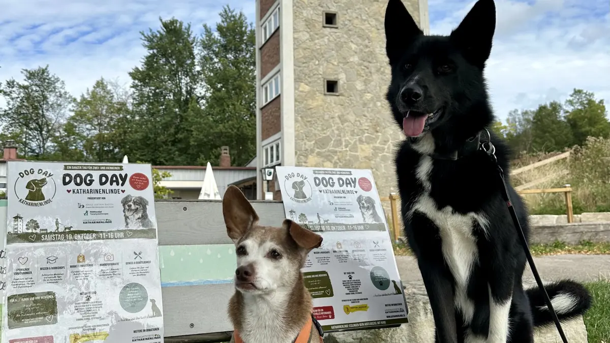 Dog Day auf der Katharinenlinde