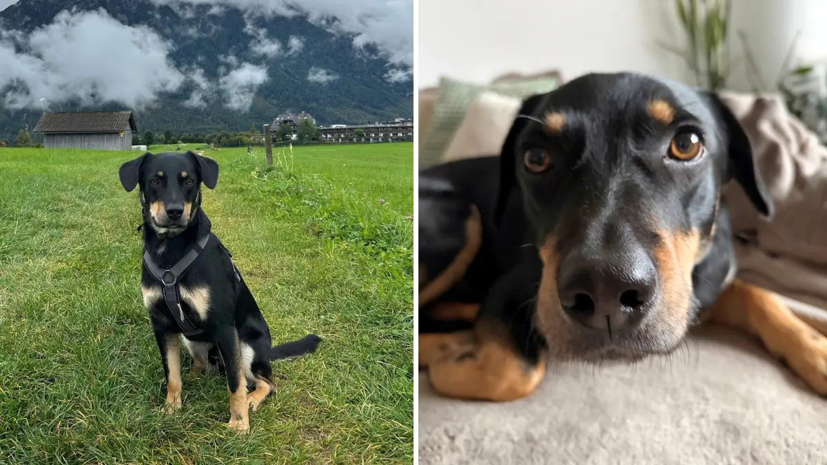 Rio ist ein Tierschutzhund aus Ungarn und lebt seit zwei Jahren bei uns in Leonberg. Als er zu uns kam, war er sehr verängstigt. Seitdem hat er eine tolle Entwicklung gemacht, immer mehr Vertrauen gefasst und ist für uns ein absoluter Traumhund geworden.Zu erleben, wie er nach und nach seine Angst ablegt und sich bei uns wohlfühlt, macht ihn für uns ganz besonders. Deshalb finden wir, dass Rio auf jeden Fall ein Bild und vielleicht sogar eine kleine Geschichte wert ist.Wir würden uns sehr freuen, wenn unser Rio es in die Zeitung schafft!Herzliche GrüßeDennis Schneider & Marie-Luise Fakesch