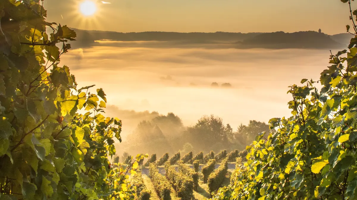 Herbst im Weinberg am Forstberg in Oberstenfeld