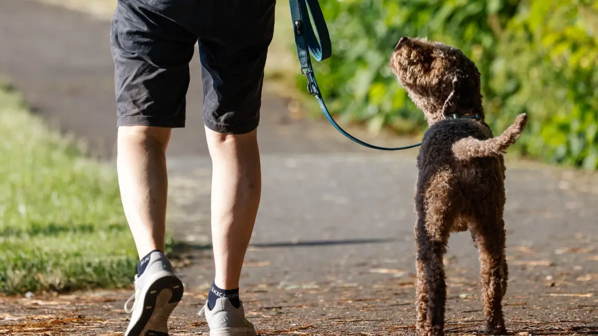 Hund beim Spaziergang: PRODUKTION - 26.06.2026, Bremen: Ein Hund geht mit seinem Halter auf dem Deich am Werdersee spazieren. (zu dpa: «Teures Futter und hohe Hundesteuer») Foto: Focke Strangmann/dpa +++ dpa-Bildfunk +++