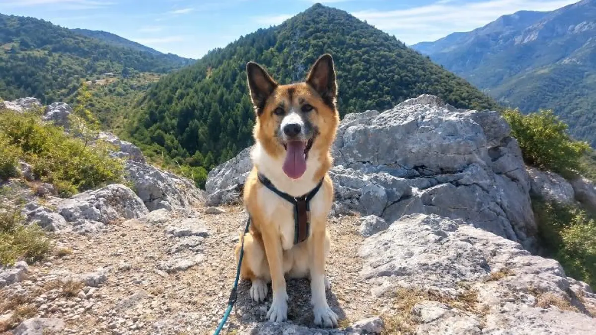 ich bin Alita, ein 11-jähriger Akita-Inu Mix und wohne mit meinem Frauchen (Verena, 39 Jahre) in Esslingen am Neckar.Vor rund 1,5 Jahren hat mein Frauchen mich aus dem Stuttgarter Tierheim abgeholt. Da habe ich 3 Jahre lang gewohnt.Jetzt leiste ich meinem Frauchen im Homeoffice Gesellschaft und für mich hat sie sogar mit joggen angefangen. Dieses Jahr waren wir auch zusammen in Frankreich im Urlaub und haben tolle Wanderungen gemacht. Da haben wir auch dieses schöne Foto von mir gemacht.Nur an meiner Sozialkompetenz mit anderen Hunden muss ich noch arbeiten, sagt mein Frauchen :-) Aber das kriege ich bestimmt auch noch hin.