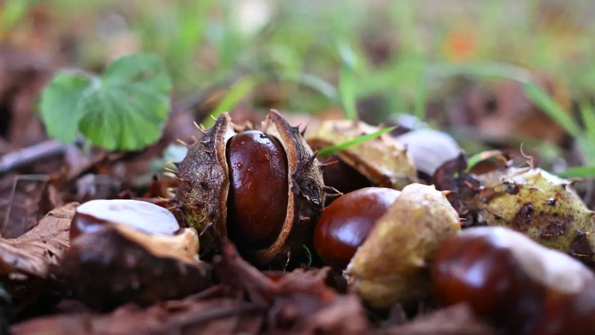 Herbstwetter in Nordrhein-Westfalen: 08.10.2026, Nordrhein-Westfalen, Köln: Kastanien liegen im Grüngürtel auf dem Boden. In den nächsten Tagen und am Wochenende erwartet die Menschen in Nordrhein-Westfalen Regenwetter. Wie der Deutsche Wetterdienst mitteilte, gibt es heute den ganzen Tag vereinzelt Schauer und kurze Gewitter. Foto: Federico Gambarini/dpa +++ dpa-Bildfunk +++