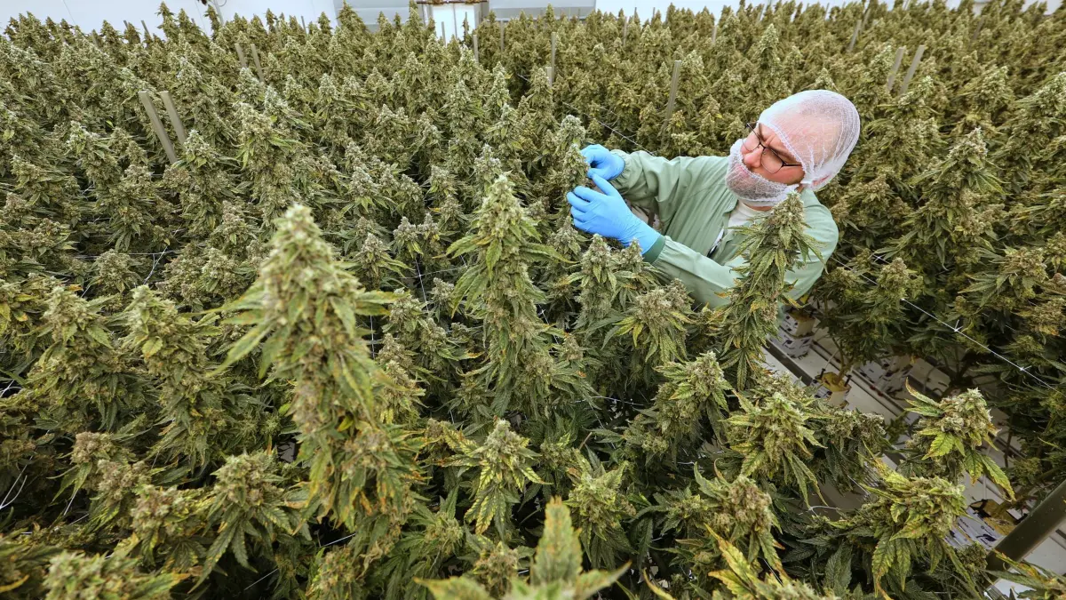 Neue Produktionshalle für Medizinalcannabis in Leuna: 08.10.2026, Sachsen-Anhalt, Leuna: Stephan Kaster, Produktionsleiter beim Cannabis-Hersteller Aurora im Chemiepark Leuna, begutachtet eine Cannabisblüte in einem Blütenraum. Mit der Eröffnung einer neuen Produktionshalle am selben Tag will der Hersteller für Medizinalcannabis die Jahresproduktion verdoppeln. Leuna ist derzeit einer von drei lizenzierten Standorten bundesweit, an denen Medizinalcannabis angebaut wird. Das kanadische Unternehmen Aurora Cannabis investiert einen mittleren einstelligen Millionen-Euro-Betrag in den Ausbau und beschäftigt in Leuna nun 55 Mitarbeiter. Foto: Jan Woitas/dpa +++ dpa-Bildfunk +++