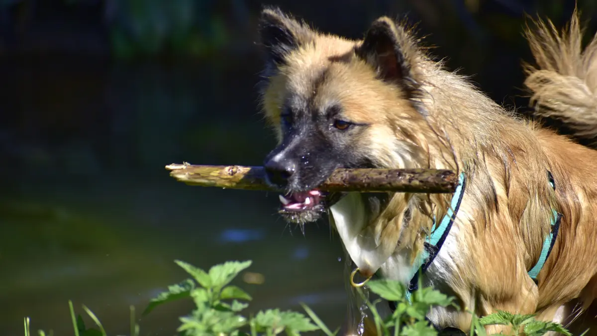 Das ist unser 10 Monate alter Islandhund Foss von der Steinreute.Er liebt Wasser, Stöcke, Ziegen ärgern und hält uns ordentlich auf Trab.