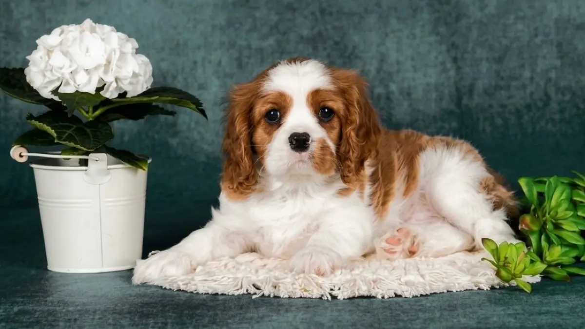 Auf den Bildern ist Charlie zu sehen, unser Cavalier King Charles Spaniel. Er ist noch ein kleiner Wirbelwind, aber mit seinem neugierigen Blick, seinen langen Ohren und seinem freundlichen Wesen erobert er eigentlich sofort jedes Herz. 🐶❤️Charlie gehört zu uns, und seit er bei uns ist, sorgt er jeden Tag für jede Menge Freude, Action und natürlich auch für den einen oder anderen lustigen Moment.Ich hoffe, eines der Fotos gefällt Ihnen und passt gut für Ihre Veröffentlichung. Ich habe Ihnen mehrere Bilder zur Auswahl angehängt.