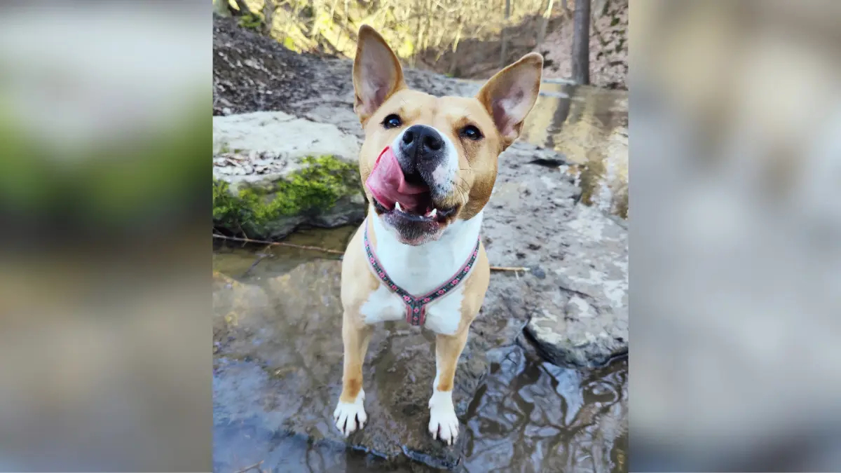 Hallo, vor fast genau sechs Jahren haben wir diesen Sonnenschein aus dem Tierheim Reutlingen adoptiert. Sie ist eine Seele von Hund und wird lt. einer Liste als Böse abgestempelt. Pauschalisiert!! Möchte hier einfach meine Maus präsentieren und an die Menschen appellieren, dass es im Tierheim viele tolle Hunde gibt