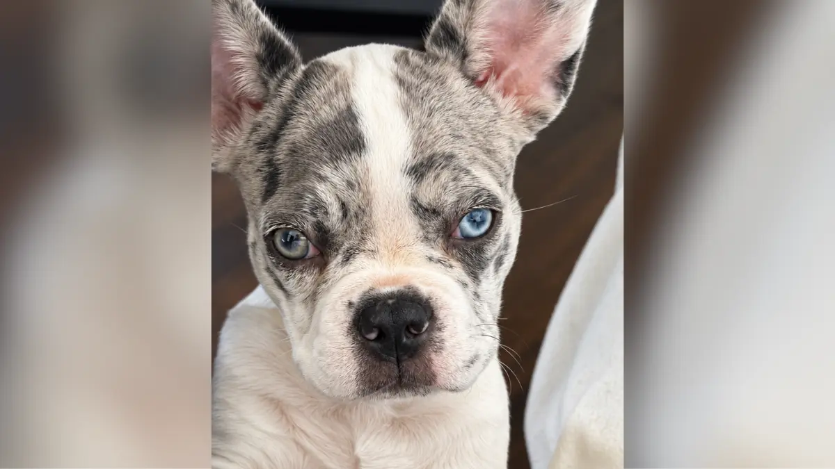 Das ist Ella, unsere gut vier Monate alte Französische Bulldogge aus Ditzingen. Mit ihren riesigen Ohren und ihrem neugierigen Blick entdeckt sie gerade die Welt und hält uns ordentlich auf Trab.Nachdem wir vor wenigen Wochen schweren Herzens Abschied von unserer geliebten Coco nehmen mussten, bringt Ella wieder viel Freude und Leben in unser Zuhause. Coco behält ihren festen Platz in unseren Herzen – und Ella erobert gerade ihren eigenen.