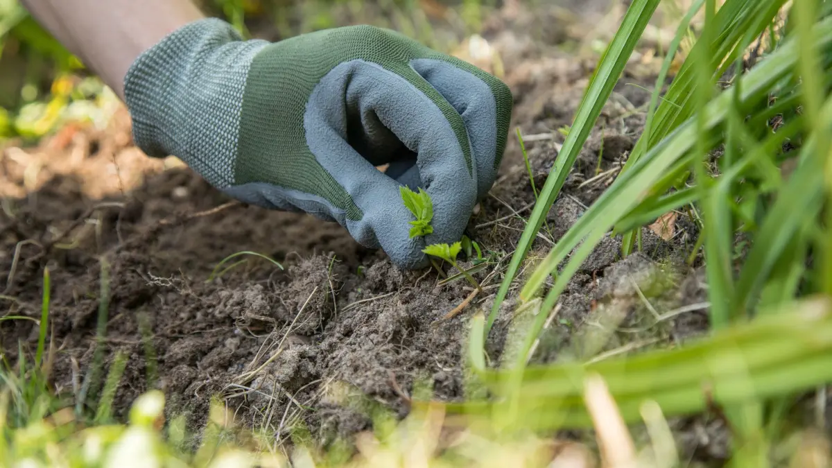 Ein Mann zupft Unkraut aus einem Beet: Saubere Beete: Wer eine Fläche neu bepflanzen möchte, sollte zunächst Pflanzenreste und Unkraut entfernen. (zu dpa: «So nutzen Sie das Gemüsebeet im Winter»)