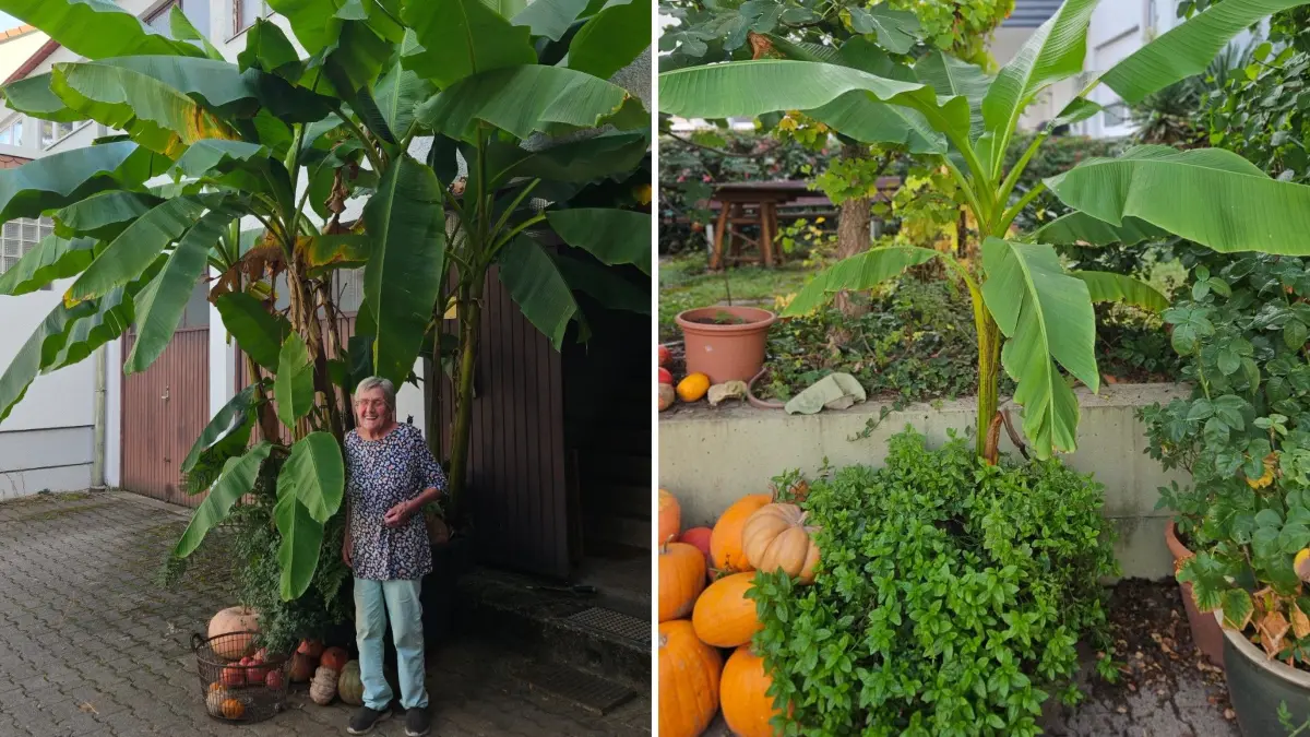 Bananen in ganz groß wachsen beim Ehepaar Seibold – und der Nachwuchs gedeiht auch bestens.