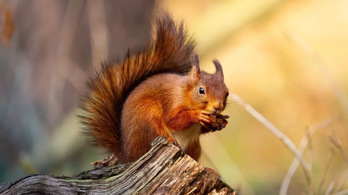 Um ganzjährig Futter zur Verfügung zu haben, müssen Eichhörnchen Vorräte anlegen.