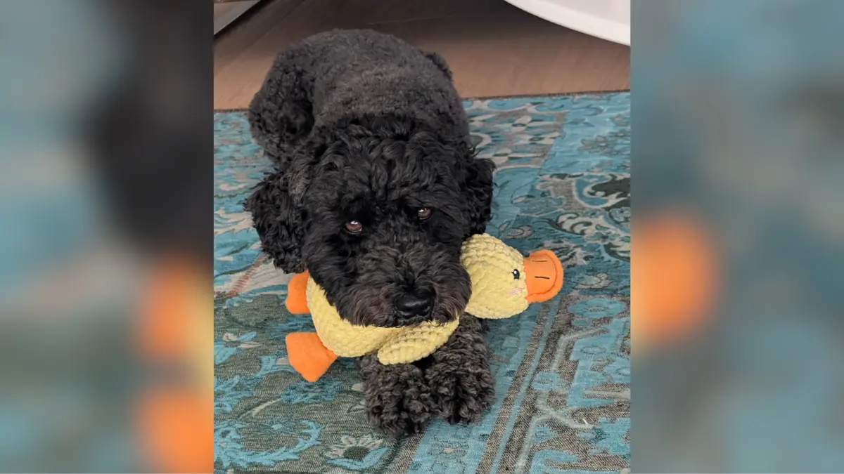 auf dem Foto sieht man Emil (Zwergpudel)mit seiner geliebten Ente. Die Ente schleppt er gerne überall mit hin. Im Büro hat er sie auch oft dabei, wenn er in sie rein "beißt" quarkt die Ente, ist man gerade am Telefon denkt die andere Person am Ende der Leitung man sei im Enten-Stall.