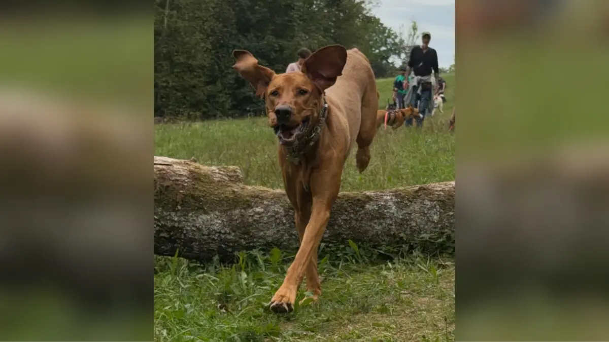 Das ist Balu. Er ist 6 Jahre alt, ein Viszlador – also ein Mix aus einem Magyar Vizsla und einem Labrador Retriever – und der Seelenhund der Familie Stoll