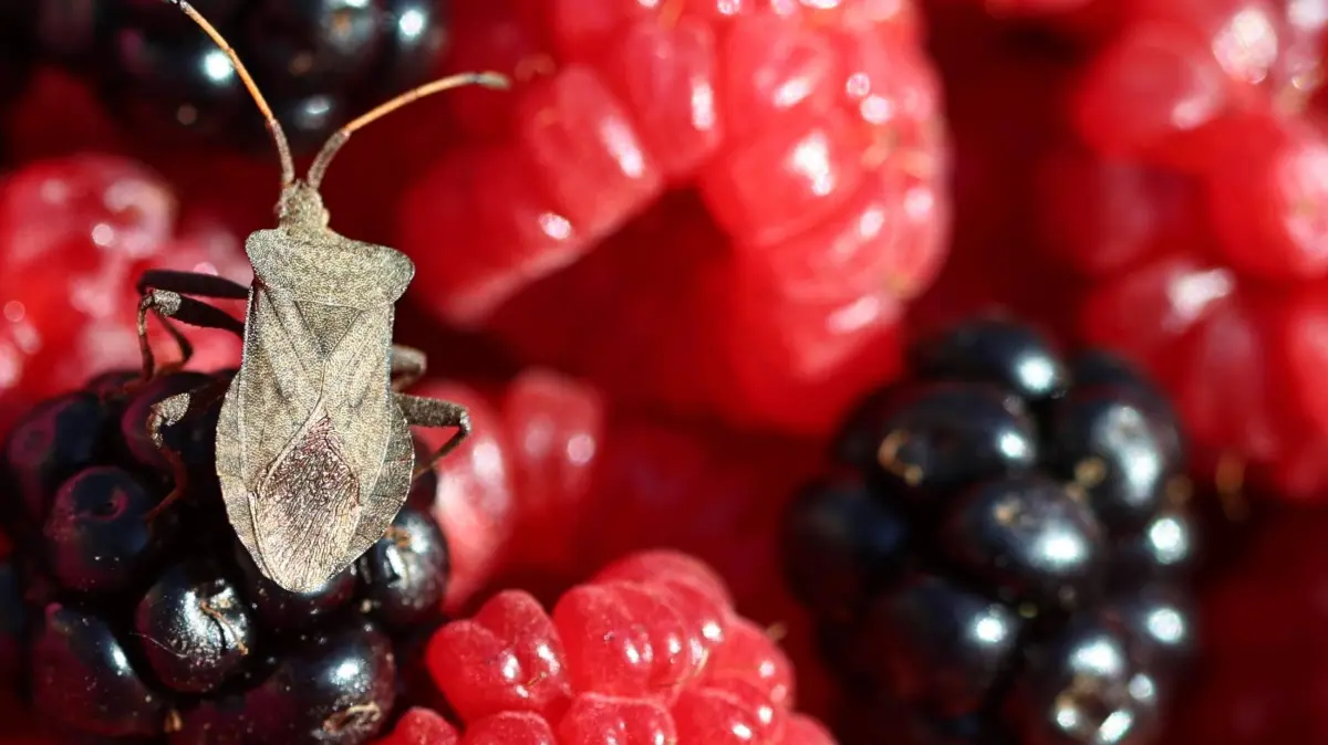 Stinkwanze 08.09.2026, Ostramondra, Stinkwanze / Randwanze Coreidae auf einer Brombeere zwischen Himbeeren *** Stink bug, September 8, 2026, Ostramondra Coreidae stink bug on a blackberry among raspberries