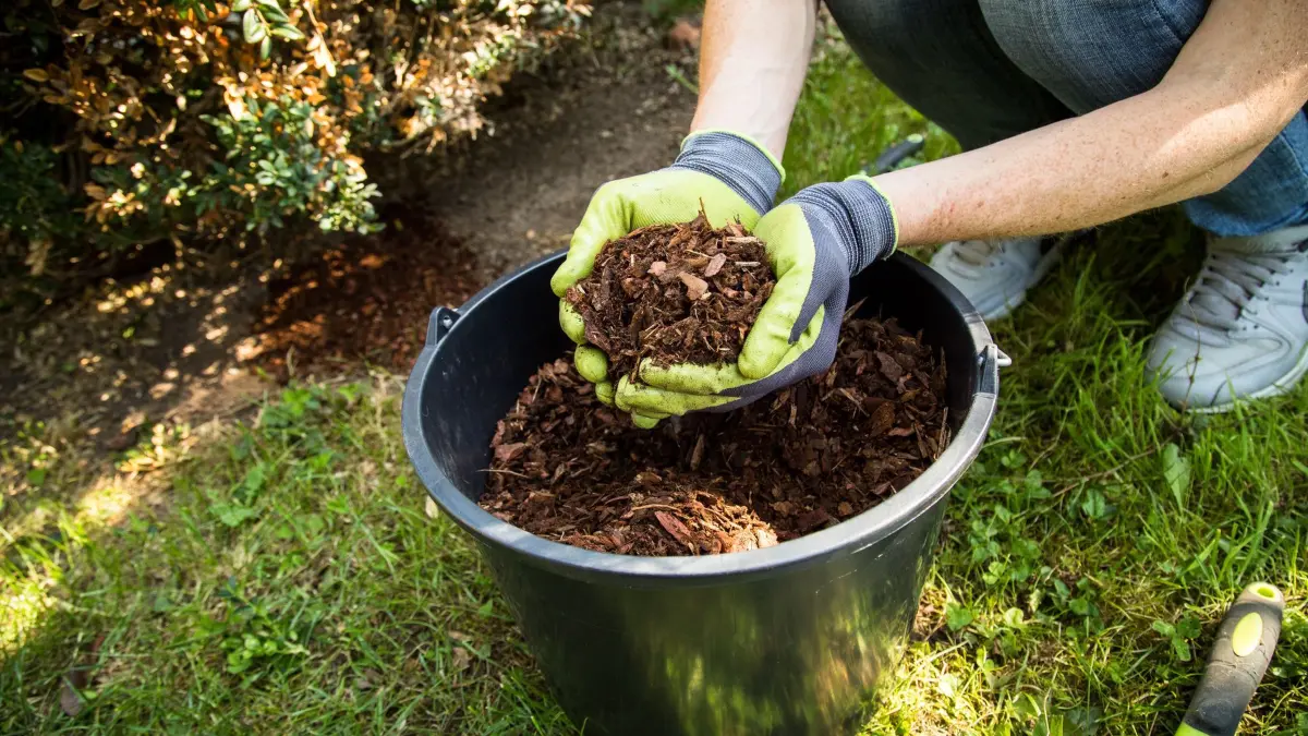 Eine Frau hält Rindenmulch in den Händen: Schützende Schicht: Mulch hält die Erde bedeckt und hilft ihr, gut durch die kalte Jahreszeit zu kommen. (zu dpa: «So nutzen Sie das Gemüsebeet im Winter»)