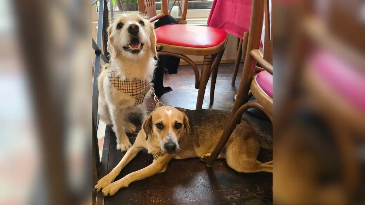 das sind meine beiden Hunde Bonny (rechts) und Lucky ( sitzend ). Sie stammen aus der Türkei, waren dort Strassenhunde. Lucky wurde dort auch vom Auto angefahren, er wurde aber von einer Frau gerettet und in ein Tierhospital gebracht, wo ihm leider ein Vorderlauf amputiert werden musste. Die Frau war zufälligerweise die Schwägerin einer Bekannten, die sich auch im Tierschutz engagiert. Lucky und Bonny sind zwei ganz liebe, verschmuste Hunde, denen es grosse Freude macht, andere Menschen und Hunde zu begrüßen. Auf dem Bild sind wir beim Essen im V-Bandits in LB, wo sie auch immer freudig willkommen geheißen werden. Herzliche Grüße Andrea Jagusch --